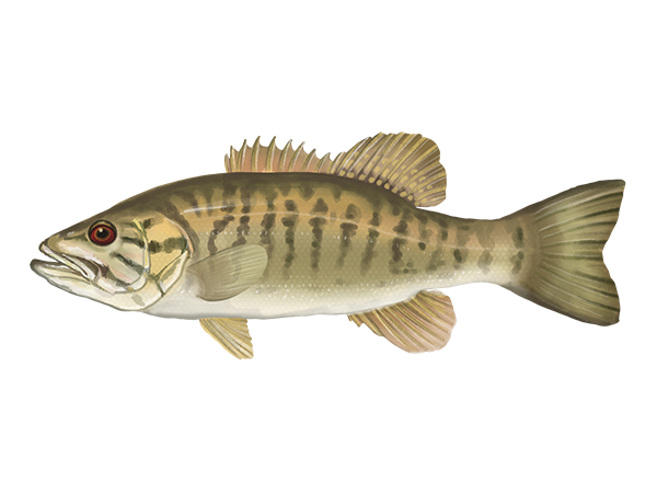 Smallmouth Bass