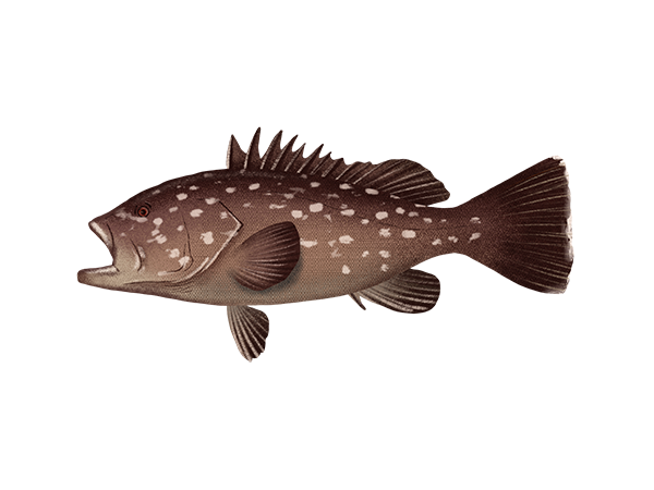 Snowy Grouper