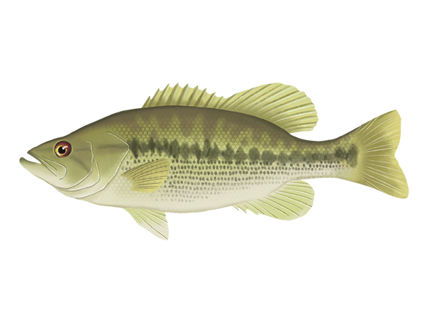 Spotted Bass
