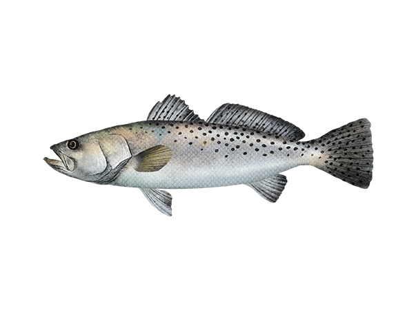 Spotted Seatrout