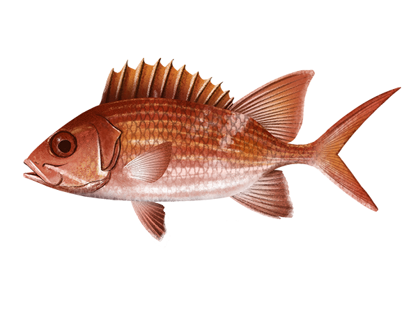 Squirrelfish