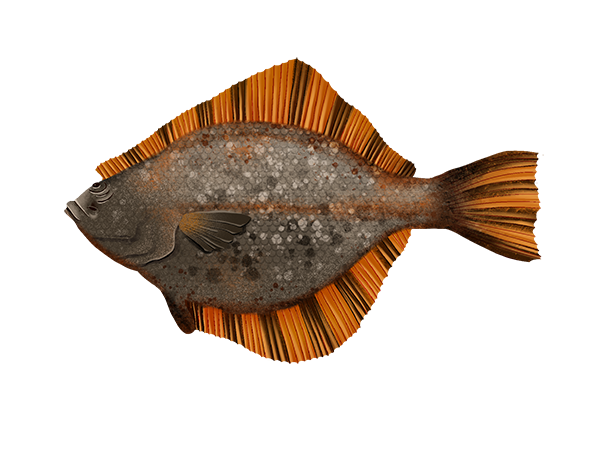 Starry Flounder