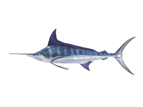 Striped Marlin