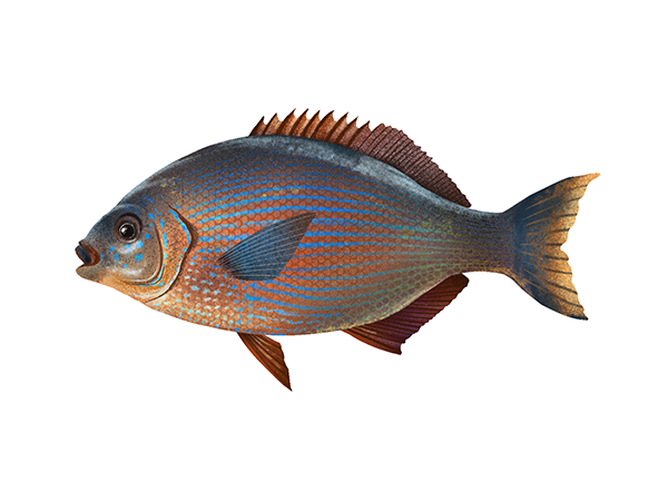 Striped Surfperch