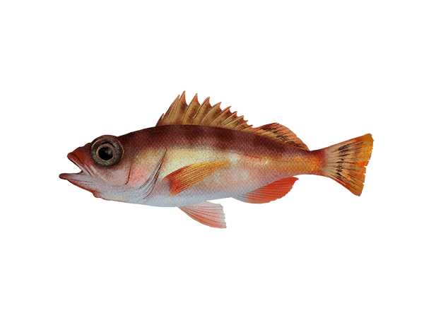 Stripetail Rockfish