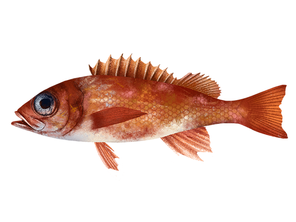 Swordspine Rockfish