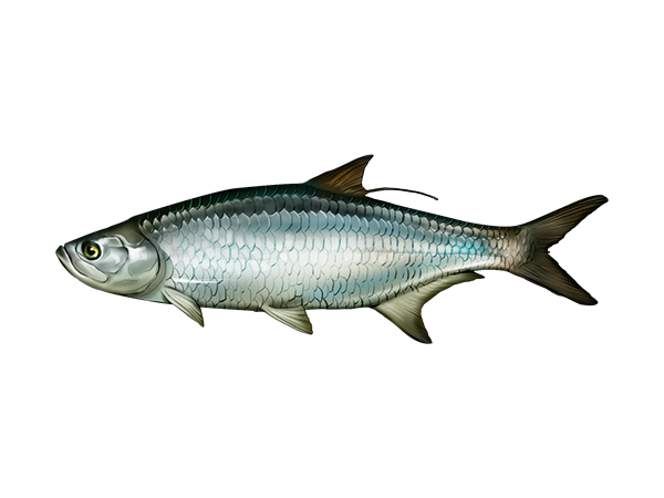 Atlantic Tarpon