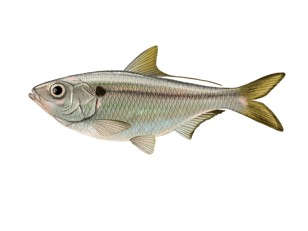 Threadfin Shad