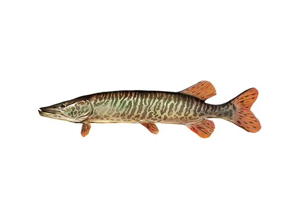 Tiger Muskellunge