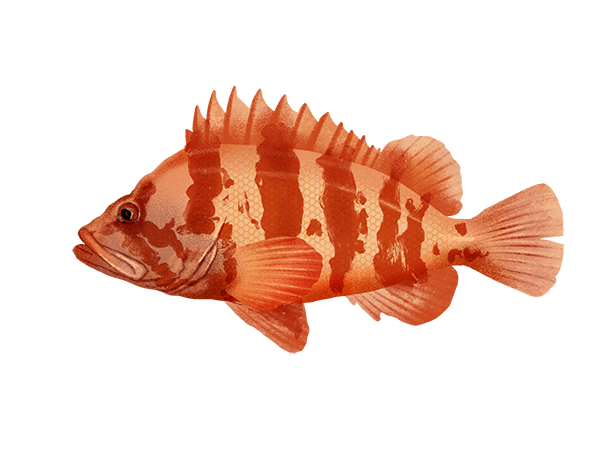 Tiger Rockfish