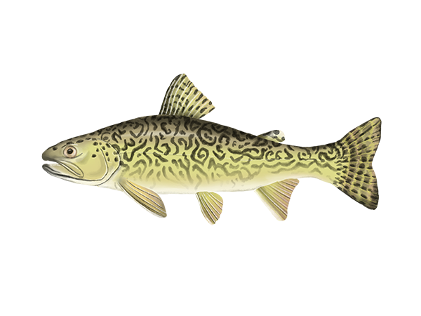 Tiger Trout