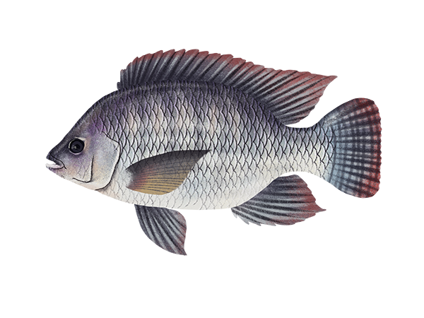 Tilapia