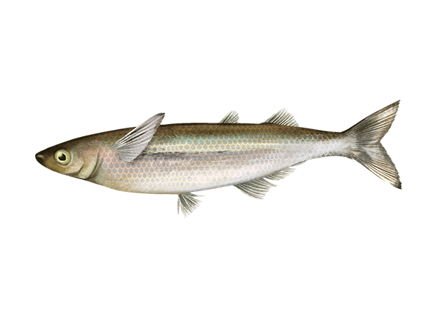 Topsmelt
