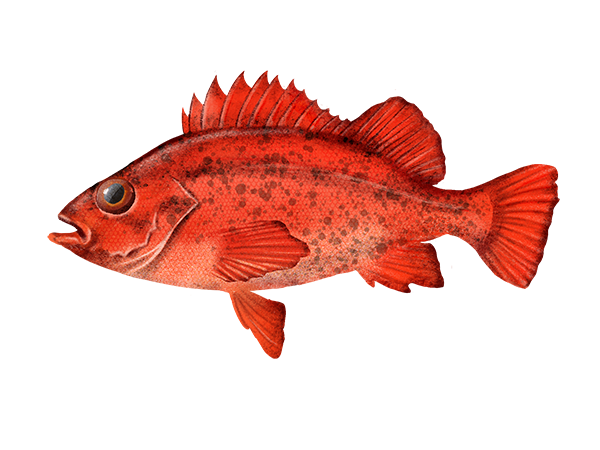 Vermilion Rockfish