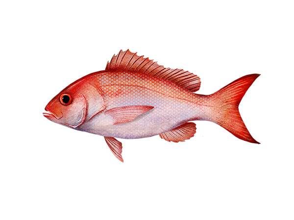 Vermilion Snapper