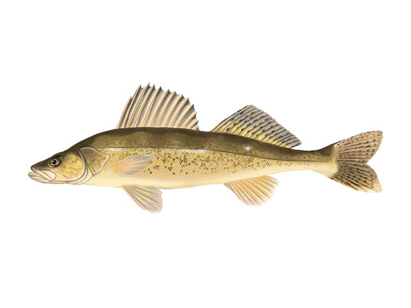 Walleye