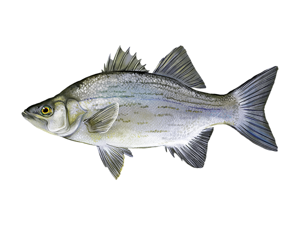 White Bass