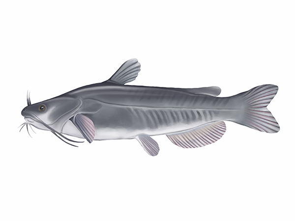 White Catfish