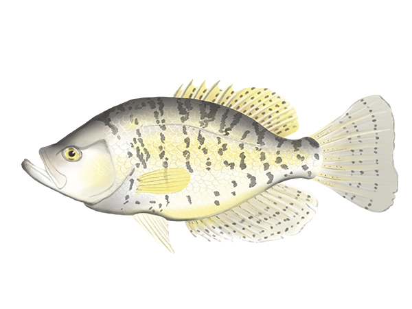 White Crappie