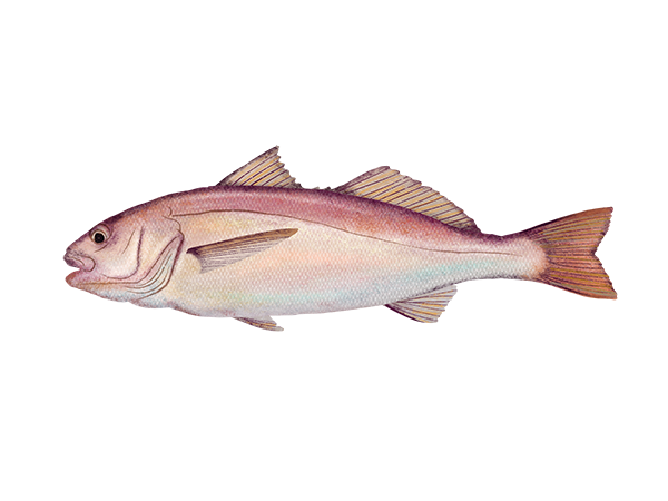 White Croaker