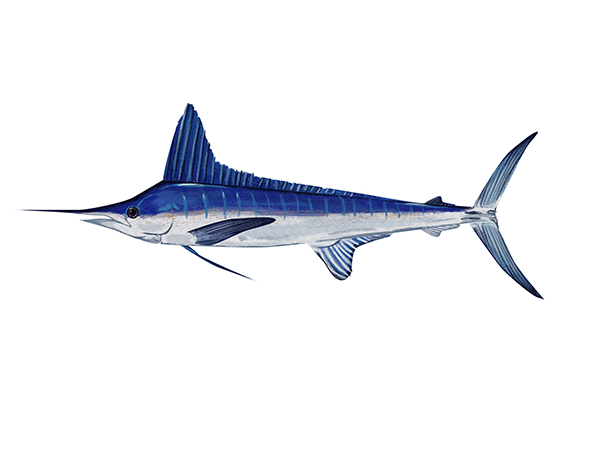 White Marlin