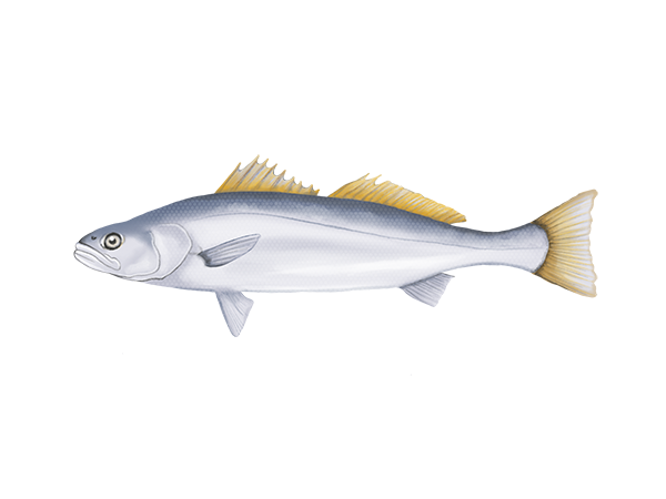 White Seabass