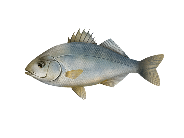 White Surfperch