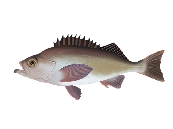 Widow Rockfish