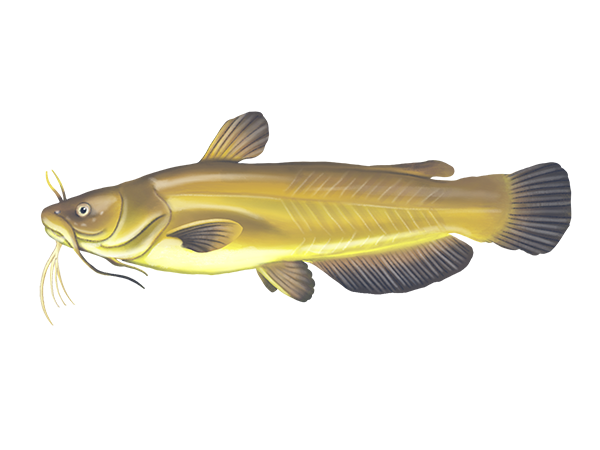 Yellow Bullhead