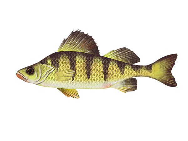 Yellow Perch