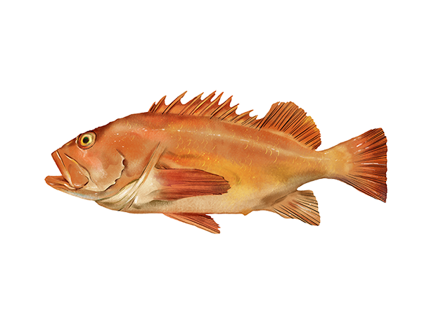 Yelloweye Rockfish