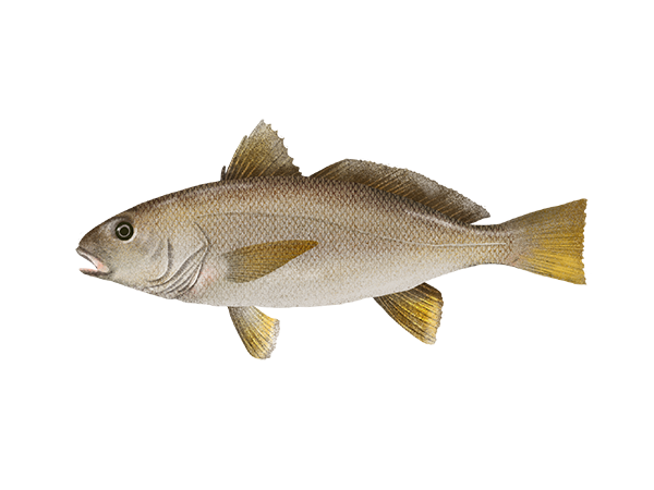 Yellowfin Croaker