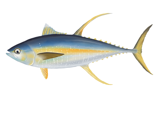 Yellowfin Tuna