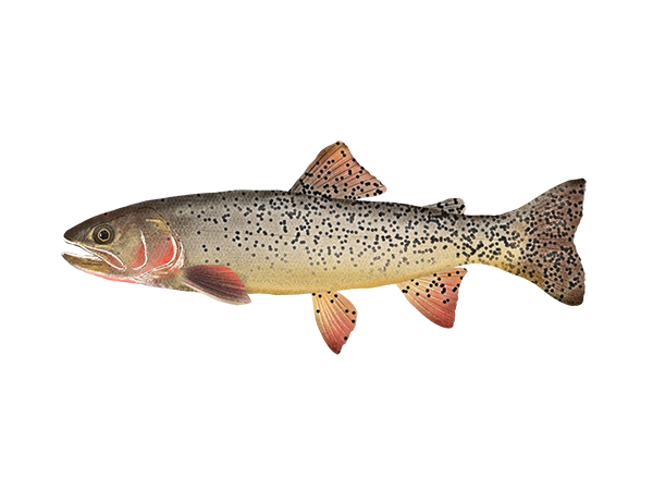 Yellowstone Cutthroat