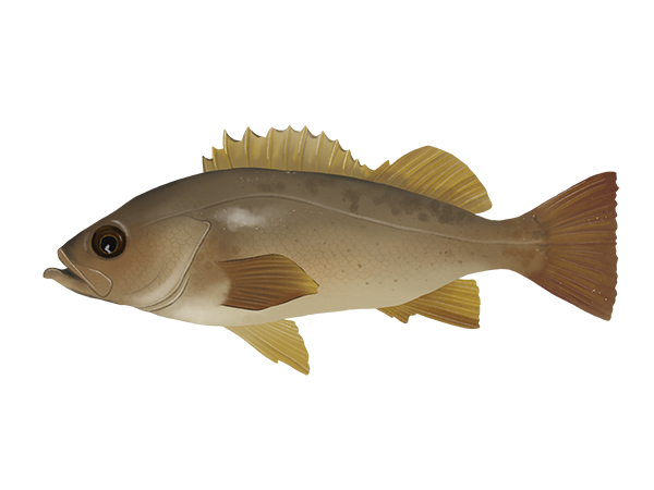 Yellowtail Rockfish