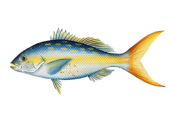 Yellowtail Snapper