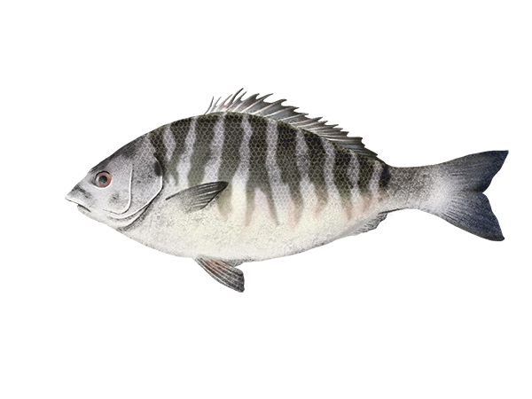 Zebra Perch